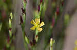 Orangegrass <BR>Pineweed